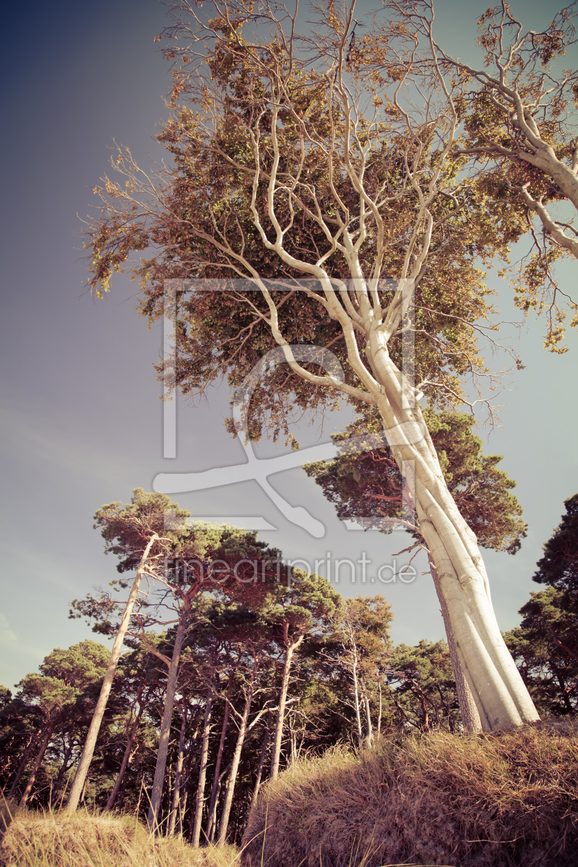 Bild-Nr.: 11040403 Trees erstellt von FotoDeHRO