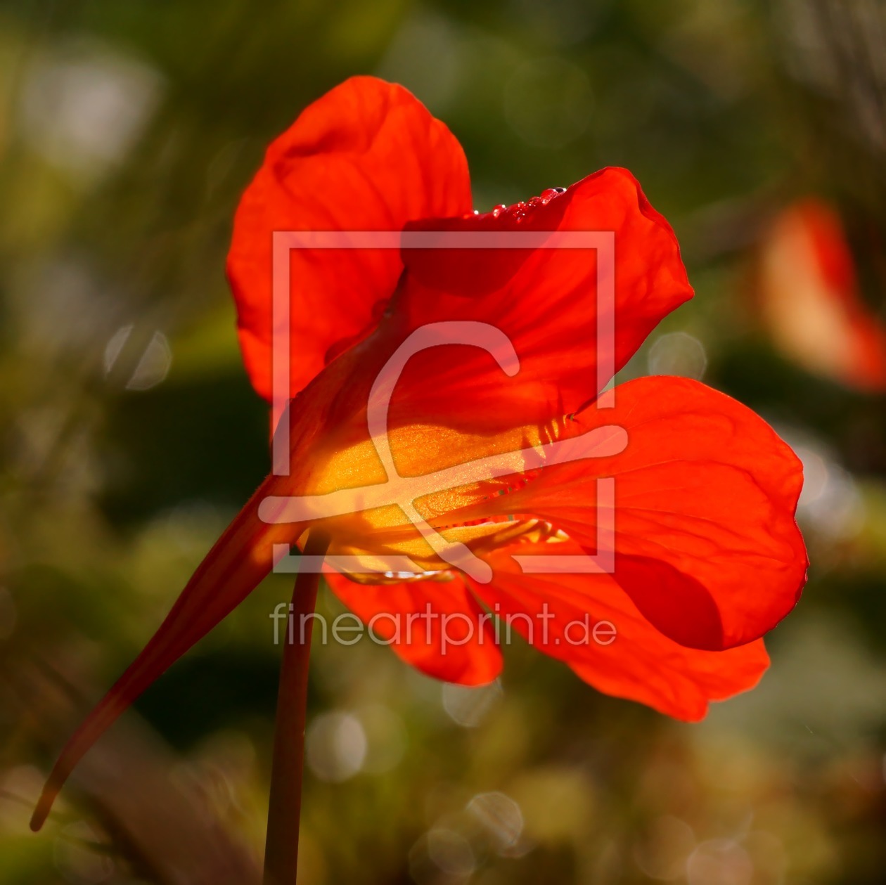 Bild-Nr.: 11040943 Herbstleuchten erstellt von youhaveadream