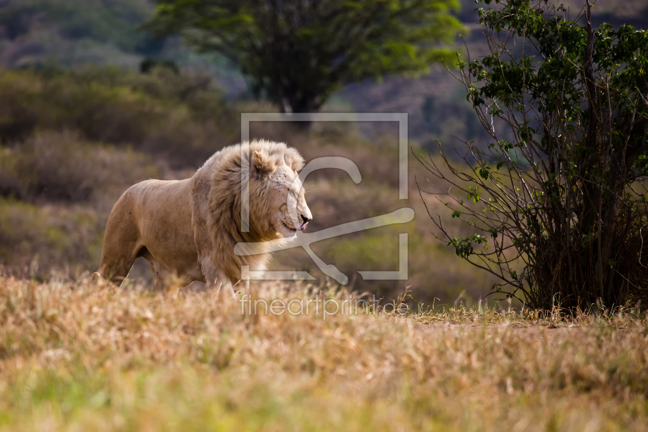 Bild-Nr.: 11042787 African Lion erstellt von TomKli