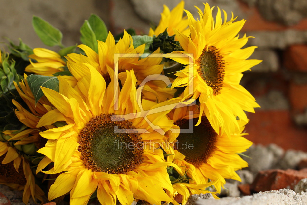 Bild-Nr.: 11042905 Sonnenblumenstillleben erstellt von Heike  Hultsch