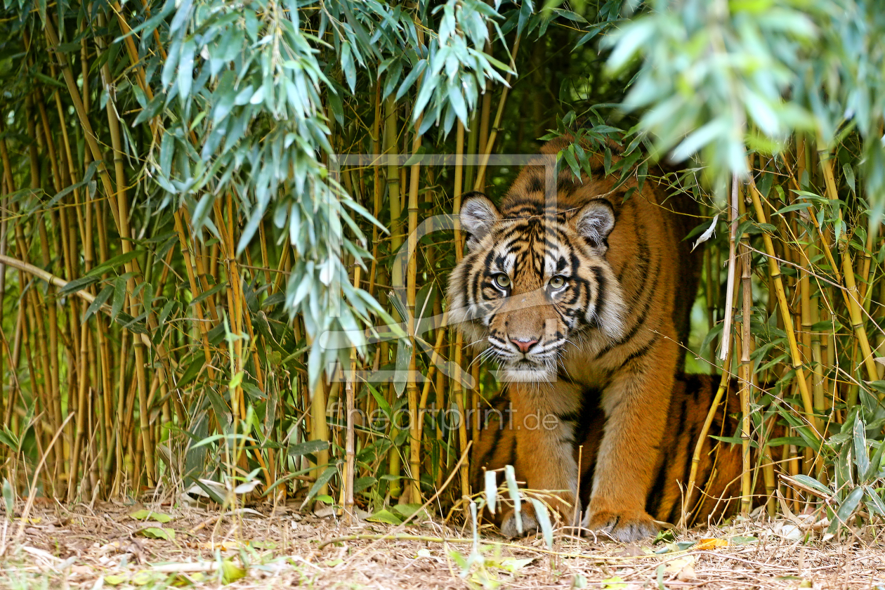 Bild-Nr.: 11043229 Tiger erstellt von Thomas Herzog