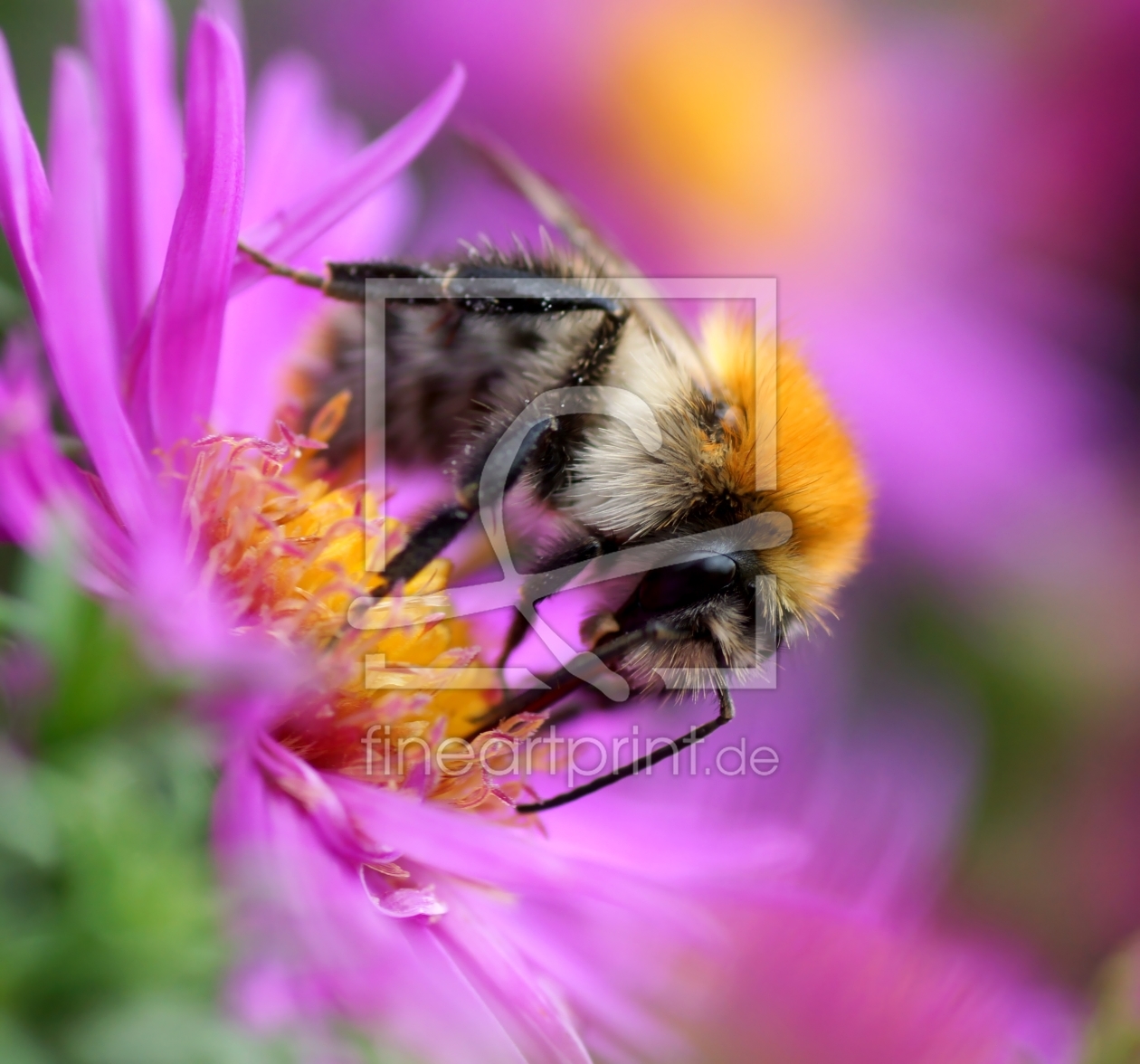 Bild-Nr.: 11043929 Bienenstich erstellt von youhaveadream