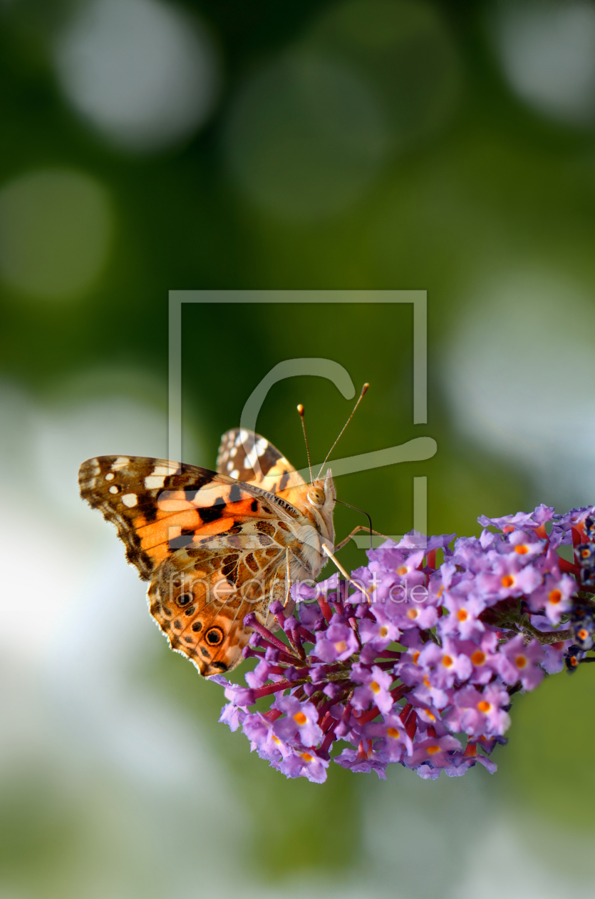 Bild-Nr.: 11044511 Butterfly Bild-Nr.: 11044511 Butterfly erstellt von Atteloi