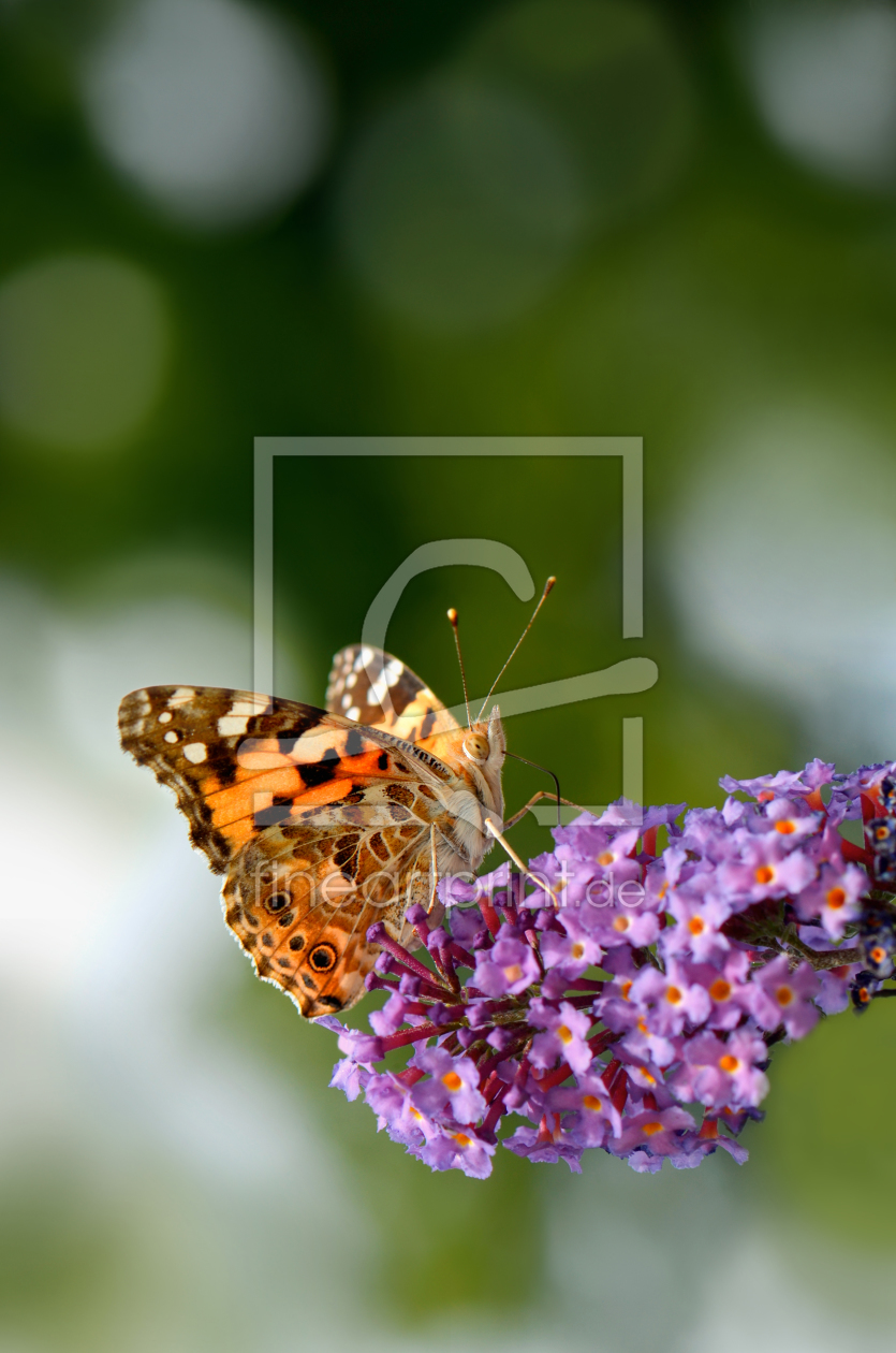 Bild-Nr.: 11044511 Butterfly erstellt von Atteloi