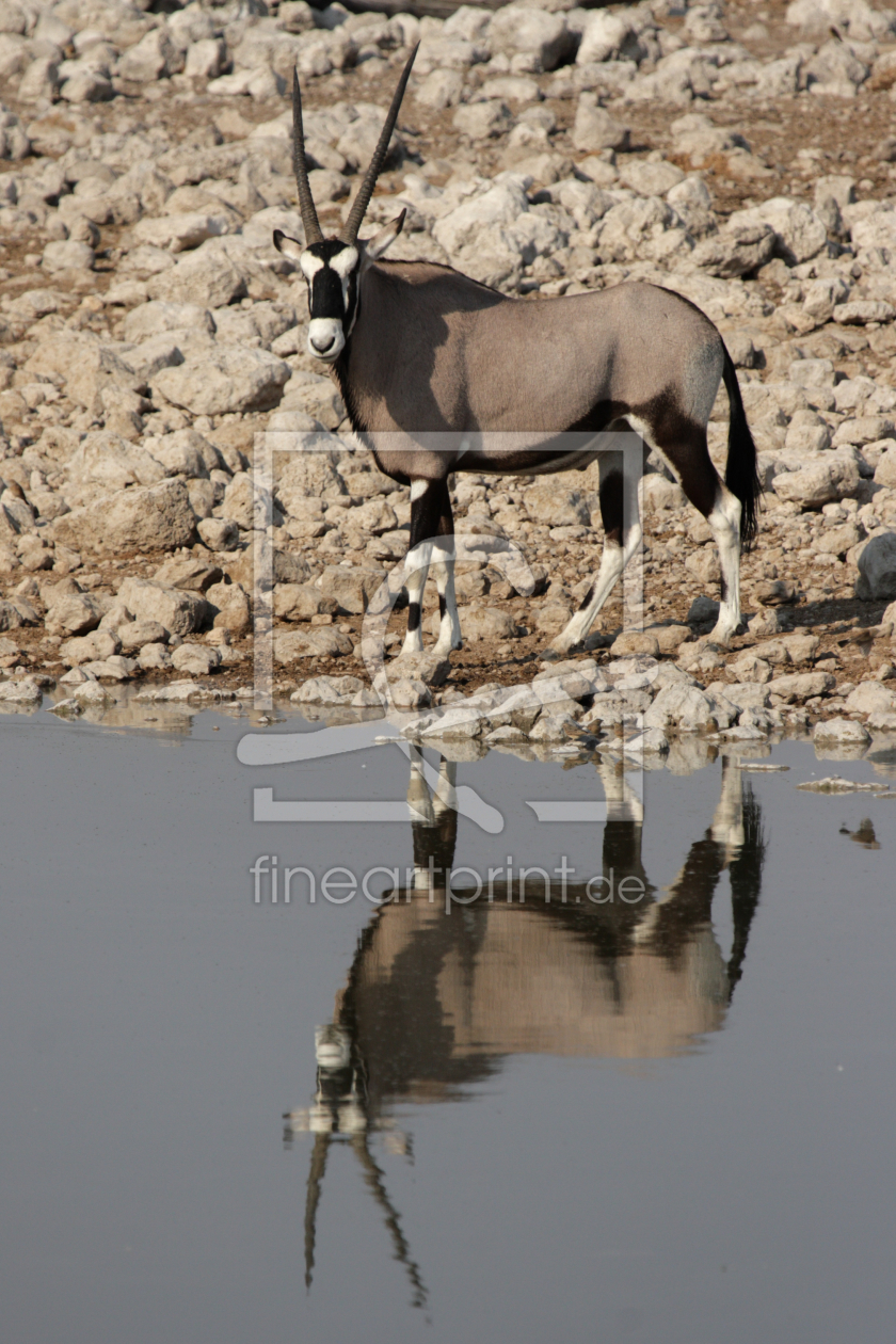 Bild-Nr.: 11047095 Oryx-Antilope am Wasserloch erstellt von DirkR