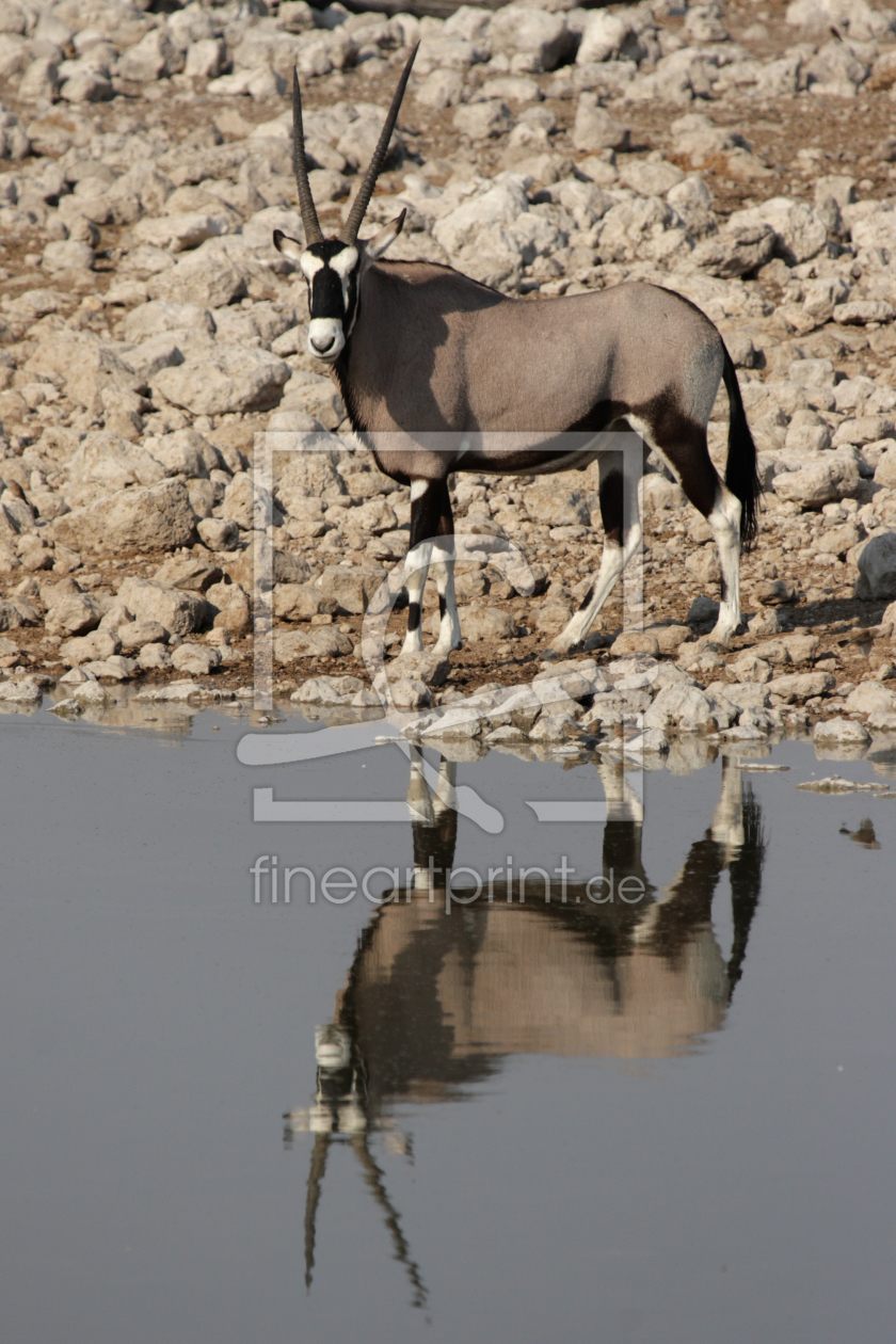 Bild-Nr.: 11047095 Oryx-Antilope am Wasserloch erstellt von DirkR