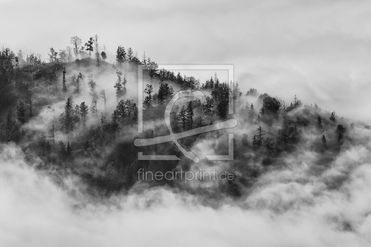 Bild-Nr.: 11048657 Herbstnebel B&W erstellt von DenisFeiner