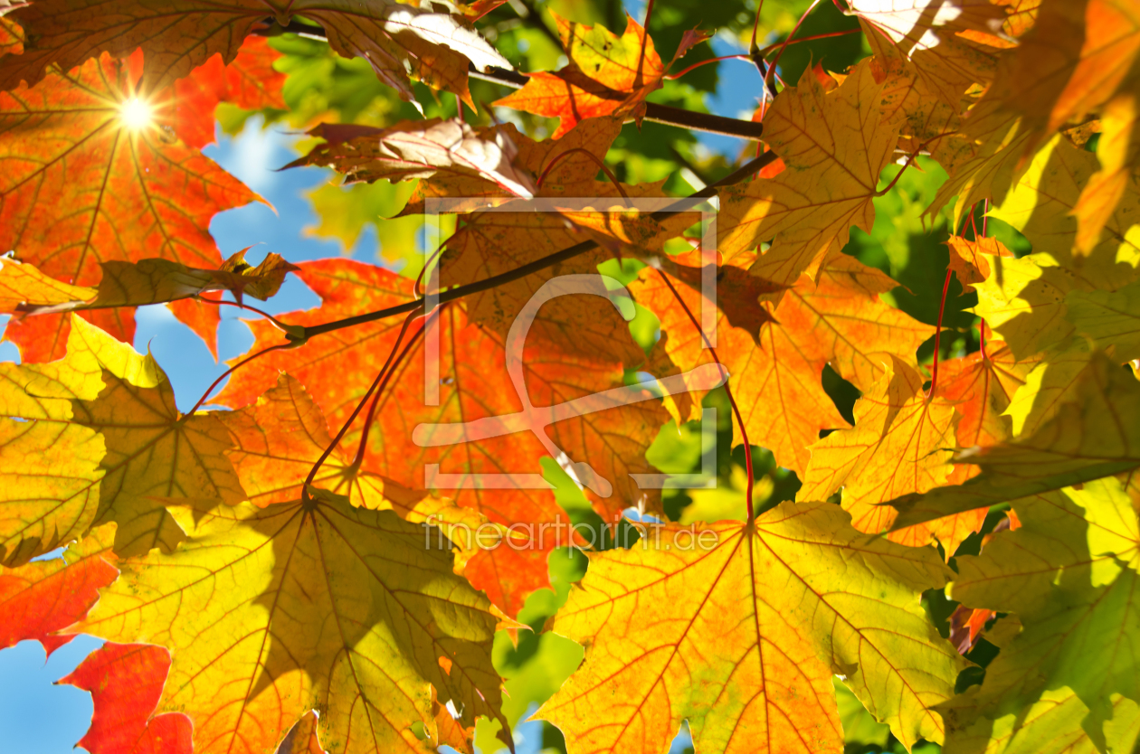 Bild-Nr.: 11049929 So ist der Herbst erstellt von Steffen Gierok
