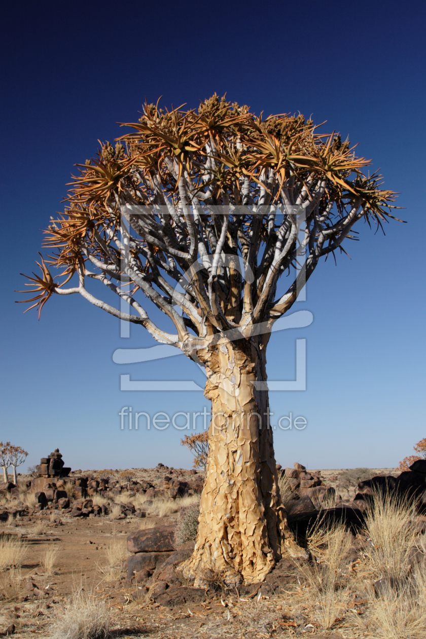 Bild-Nr.: 11051127 Köcherbaum in Namibia erstellt von DirkR