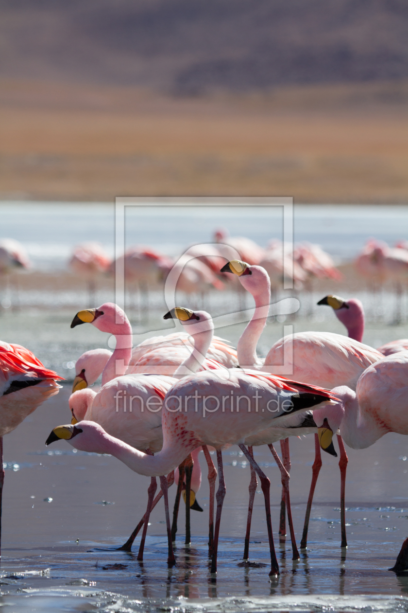 Bild-Nr.: 11051261 Flamingos an der Laguna Hedionda, Bolivien erstellt von janschuler