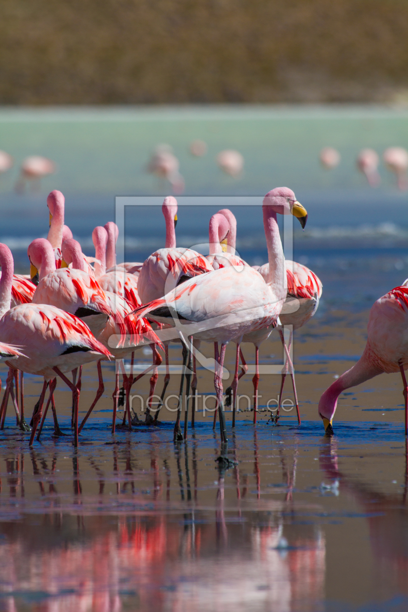 Bild-Nr.: 11051269 Flamingos in einer Lagune, Bolivien erstellt von janschuler