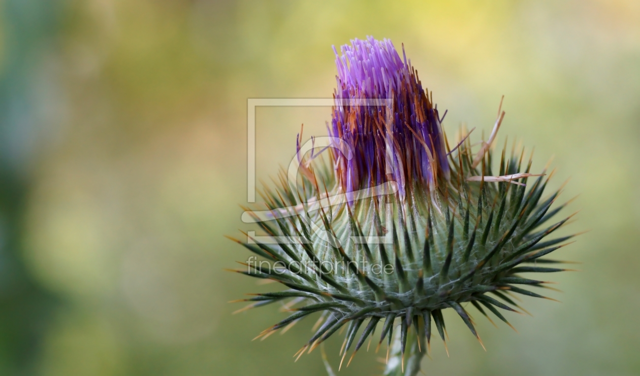 Bild-Nr.: 11052107 Distel erstellt von youhaveadream