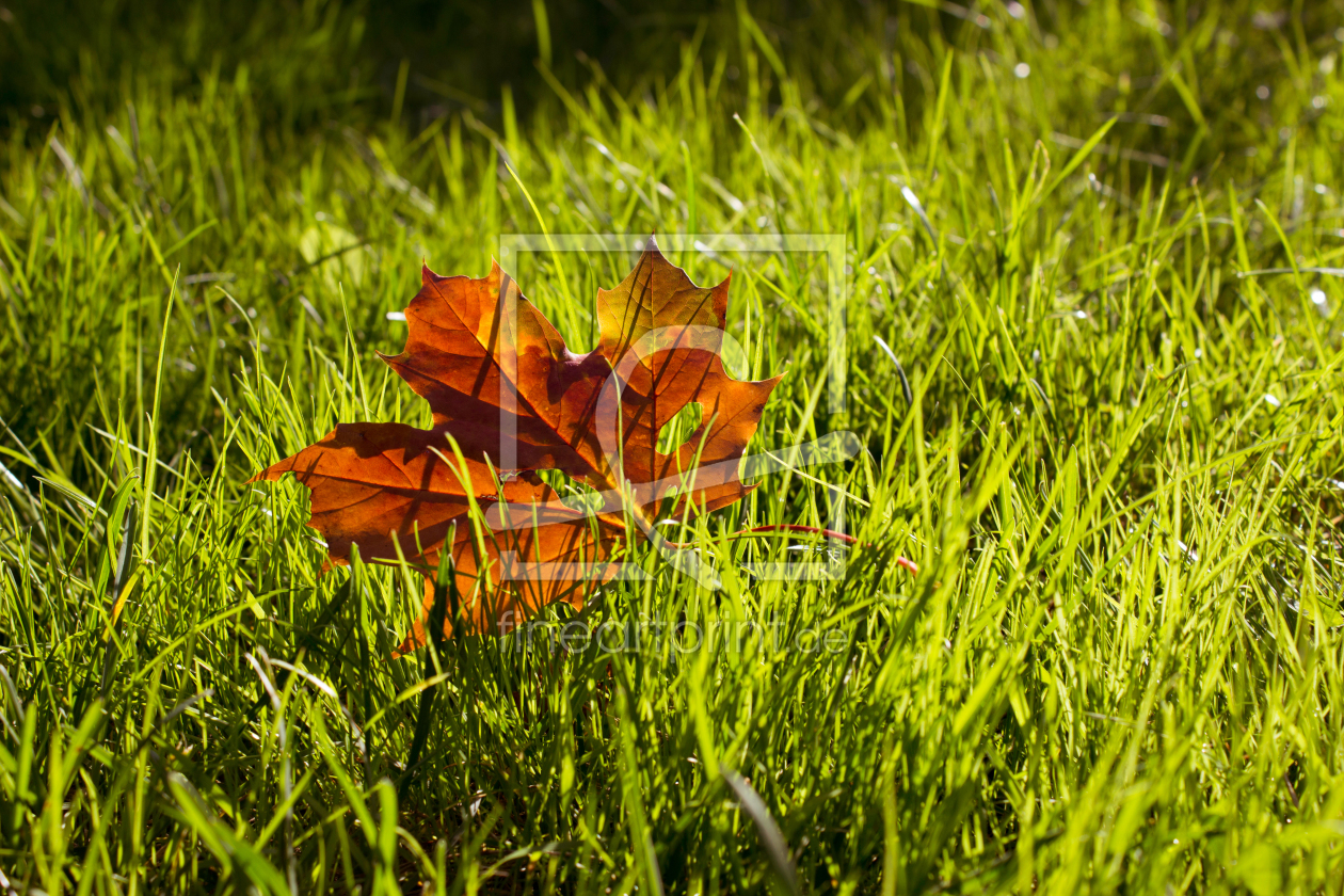 Bild-Nr.: 11052265 Herbstgold im Grasbett erstellt von DagmarMarina