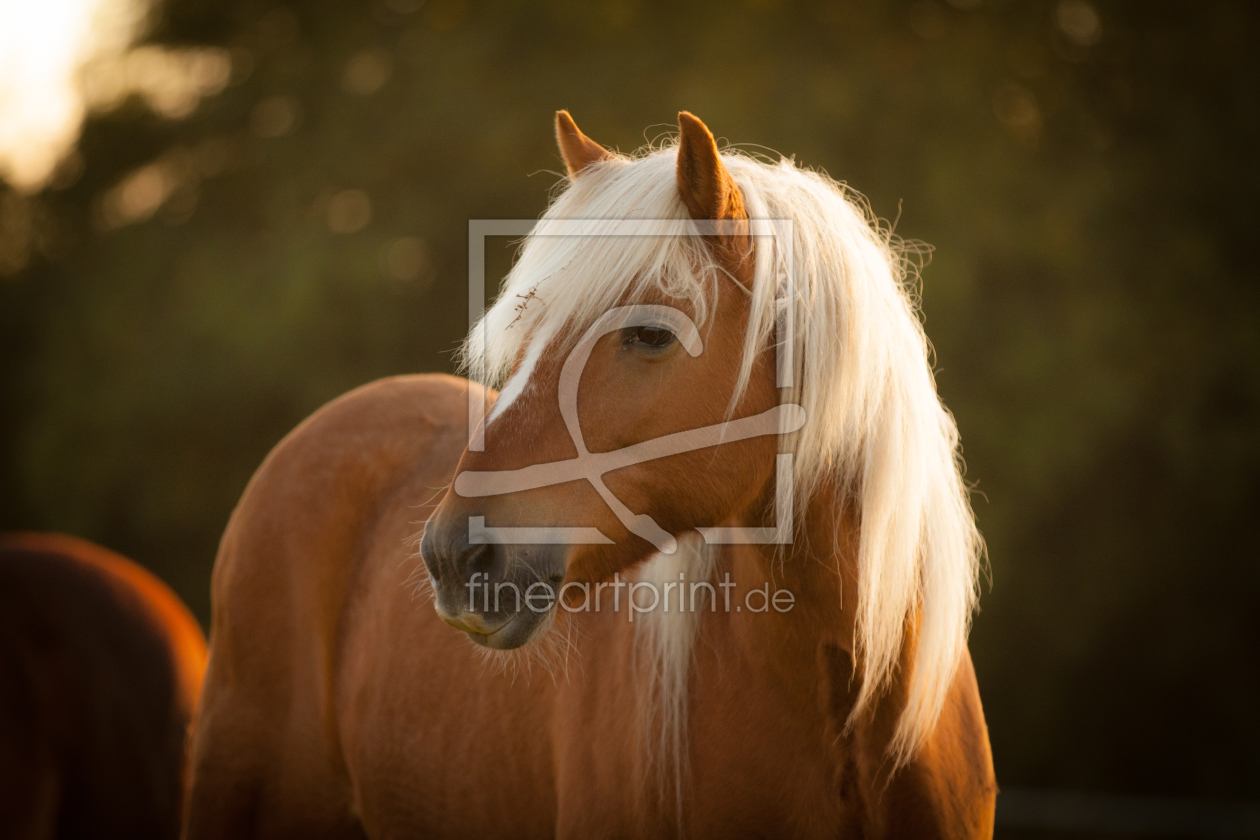 Bild-Nr.: 11054181 Haflinger erstellt von SiHa