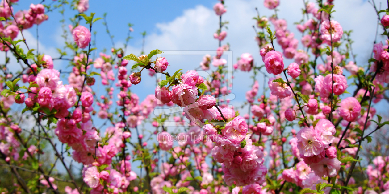Bild-Nr.: 11054683 Frühlingsblüte erstellt von Atteloi
