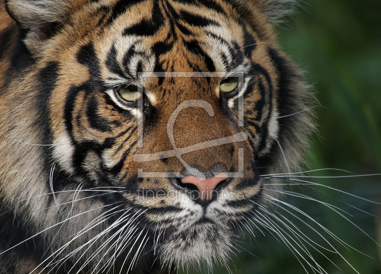 Bild-Nr.: 11054867 TigerPortrait erstellt von Boersenfuchs
