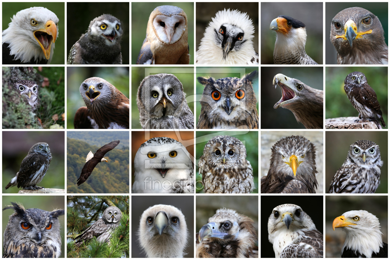 Bild-Nr.: 11057383 Greifvögel  Eulen Collage II erstellt von Marcel Schauer