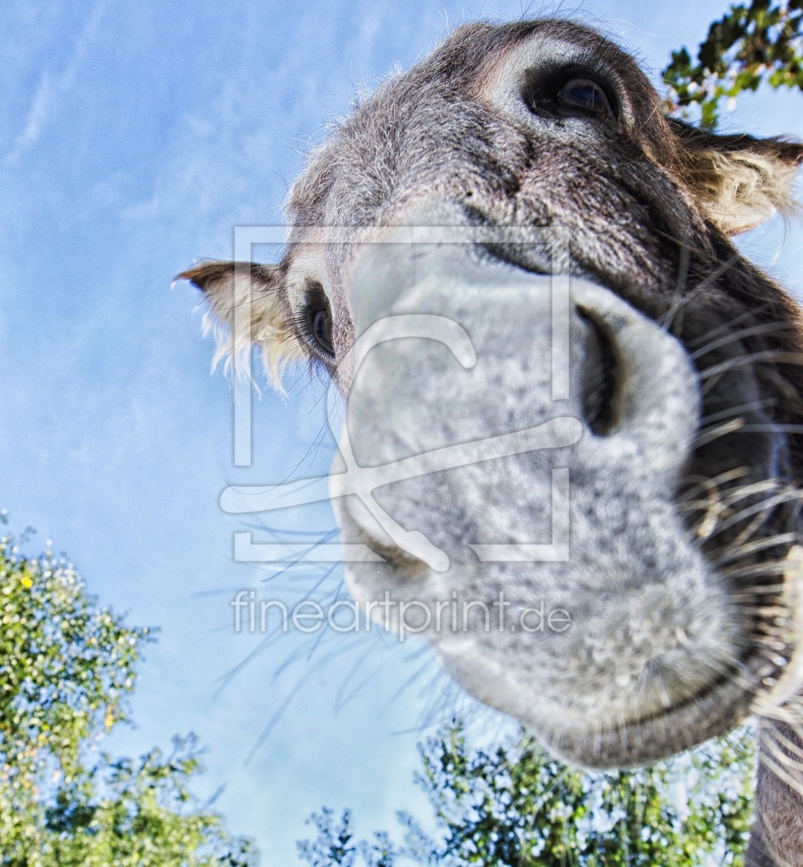 Bild-Nr.: 11057567 Donkey Monkey the 2nd  erstellt von Greatnice-Photography