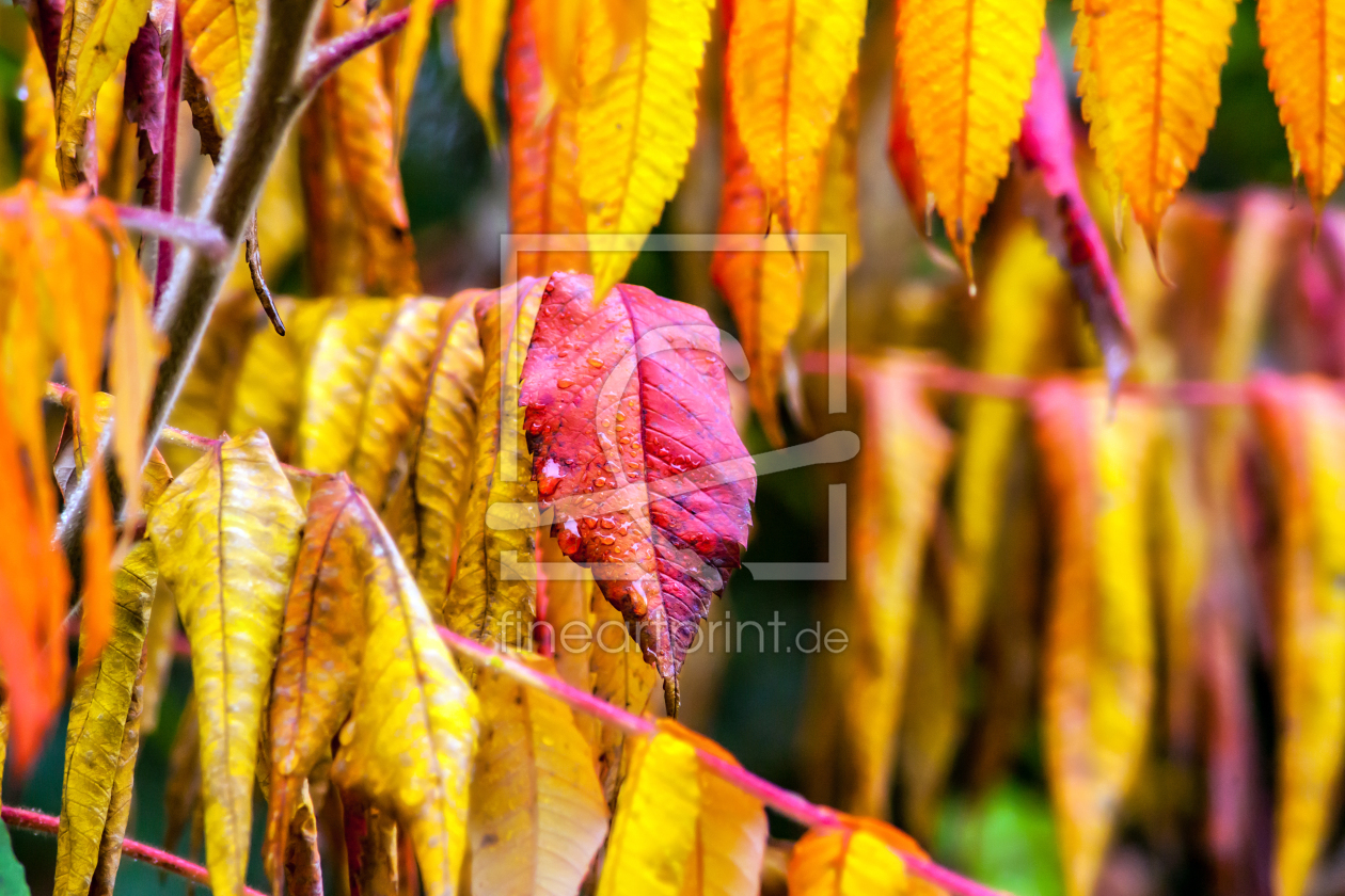 Bild-Nr.: 11058001 Herbstfarben erstellt von wompus