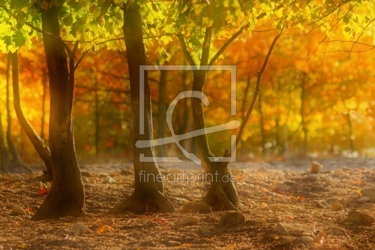 Bild-Nr.: 11059639 Drei Bäumchen im Herbst erstellt von bikender