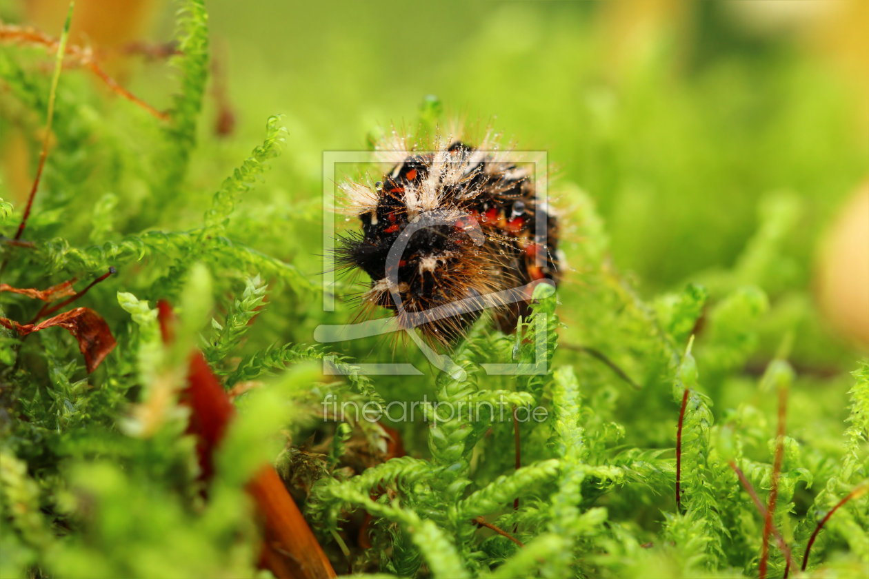 Bild-Nr.: 11059751 Raupe des Schlehenbürstenspinners erstellt von Heike Hultsch