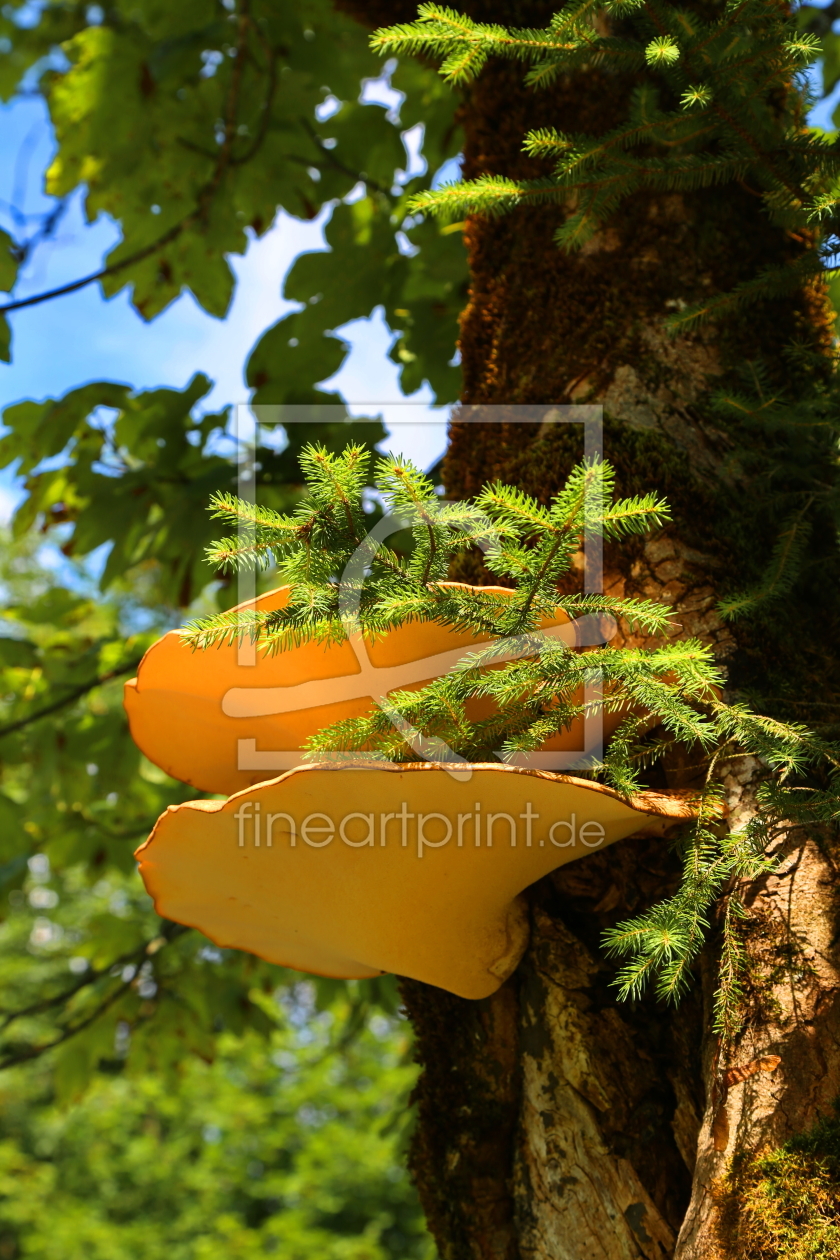 Bild-Nr.: 11060459 Pilz erstellt von fotoping