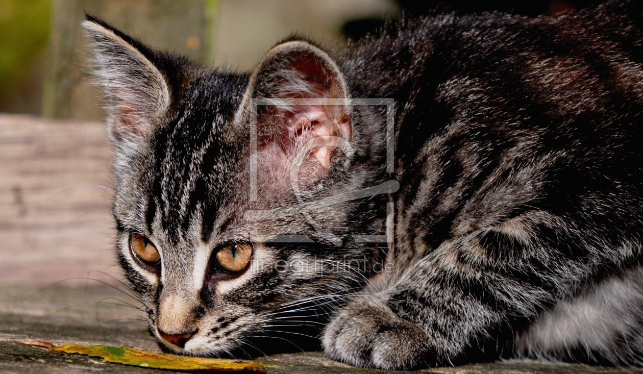 Bild-Nr.: 11061351 Blatt und Kater erstellt von Sabineleifels