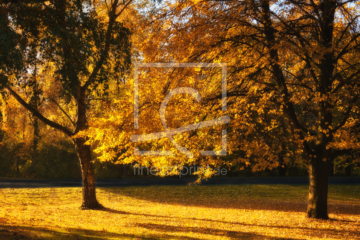 Bild-Nr.: 11062259 Goldener Oktober Niederrhein erstellt von FotoRaBe