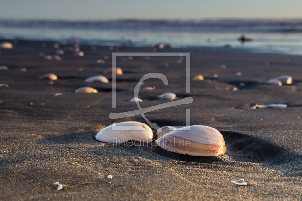 Bild-Nr.: 11065505 Muscheln am Strand erstellt von TomKli