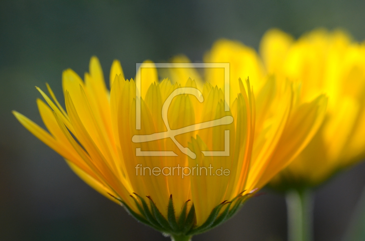 Bild-Nr.: 11067311 Zartheit des Herbstes erstellt von Ostfriese