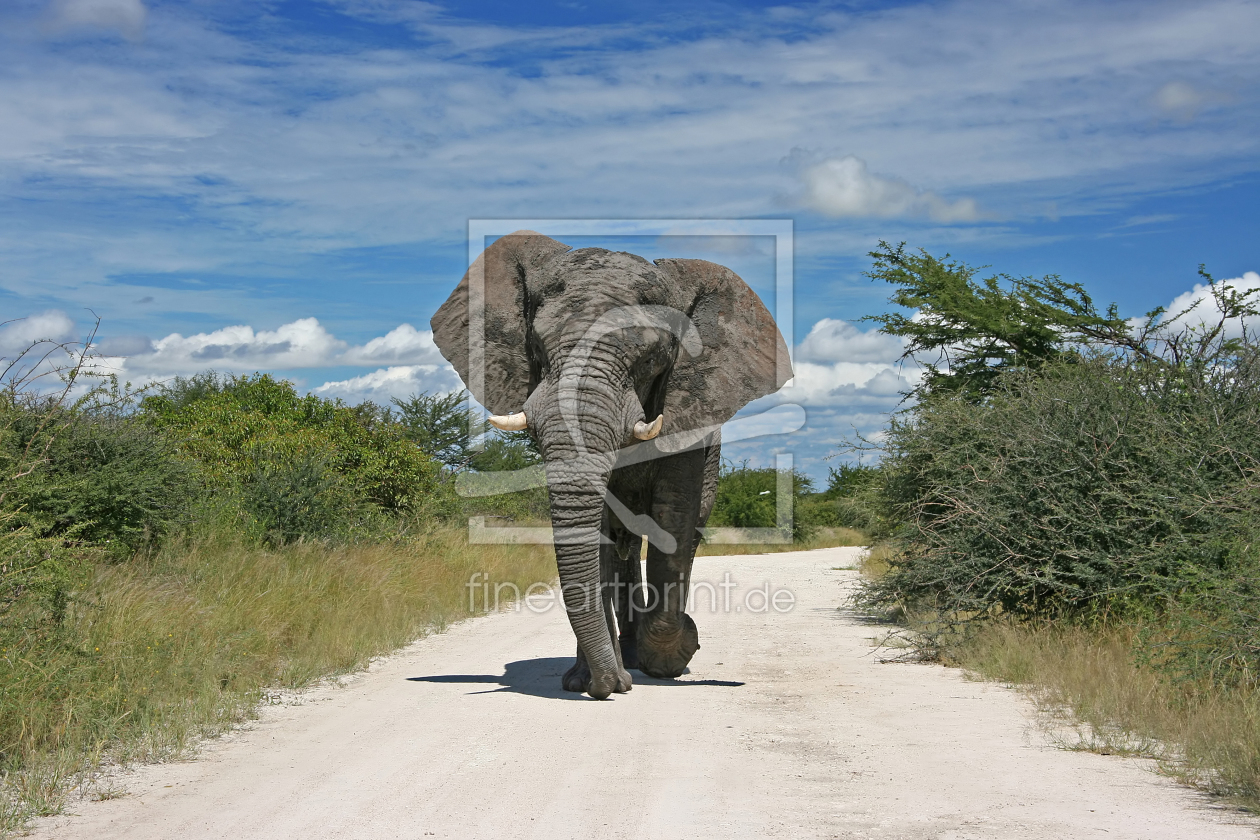 Bild-Nr.: 11067593 Elefant erstellt von Manuel Schulz