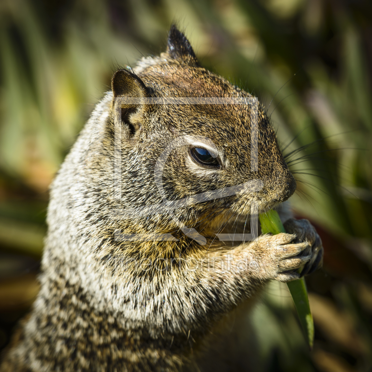 Bild-Nr.: 11068437 SQUIRELL erstellt von DenisFeiner