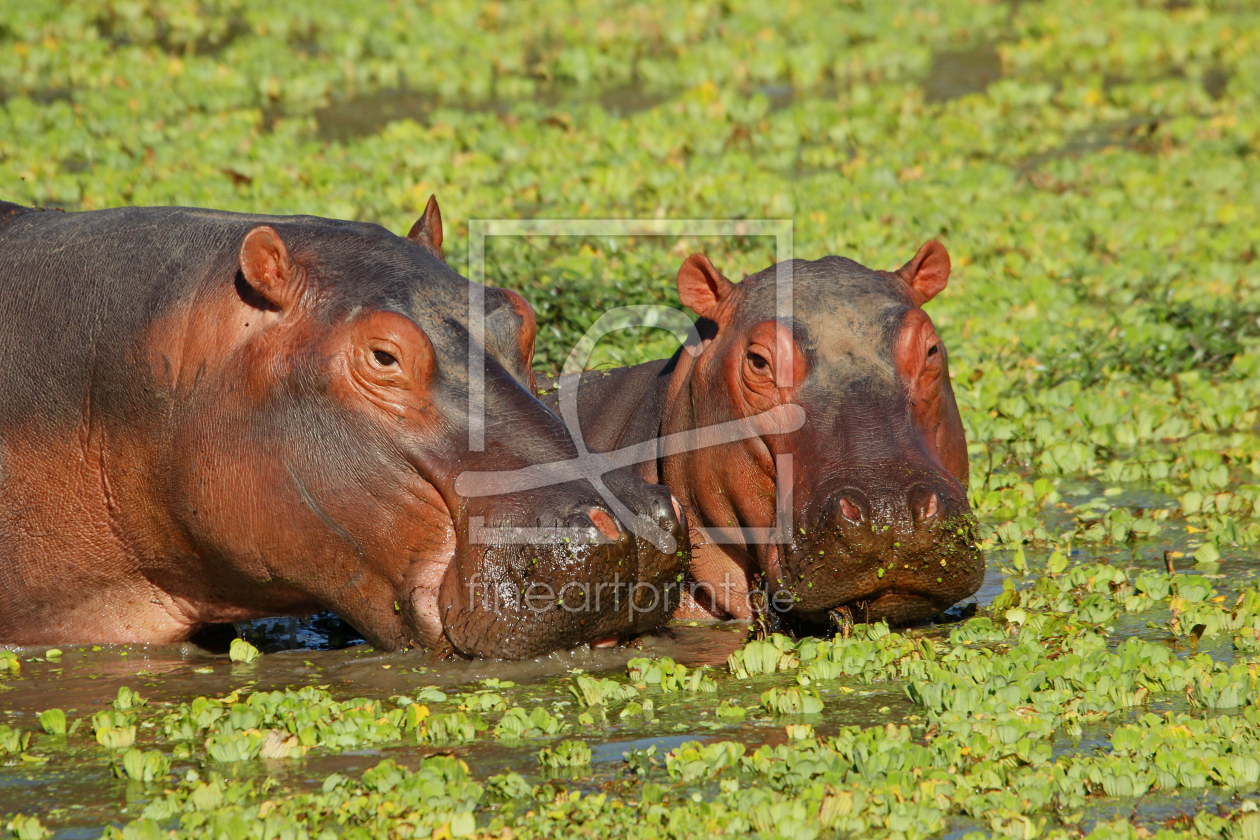 Bild-Nr.: 11068499 Hippos in Sambia  Wildlife erstellt von Manuel Schulz