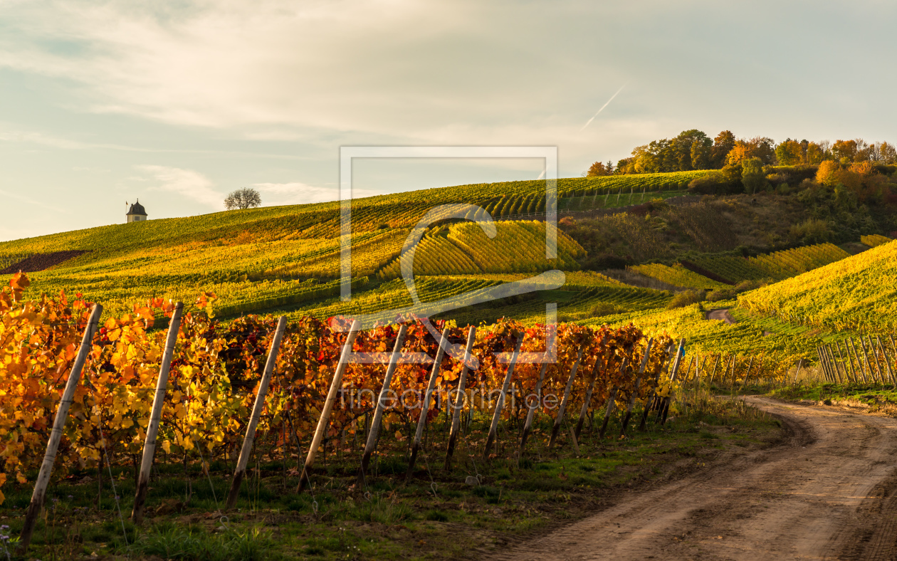 Bild-Nr.: 11071601 Goldener Herbst erstellt von Erhard Hess