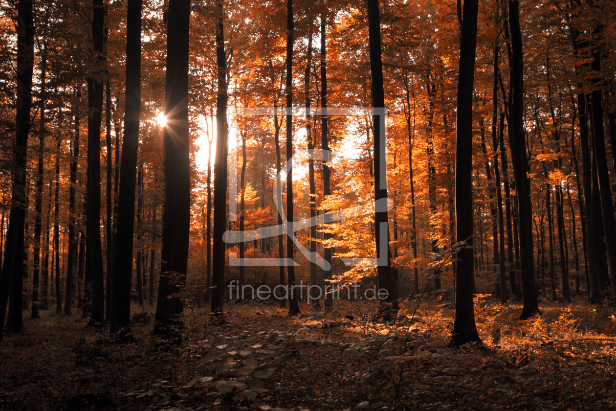 Bild-Nr.: 11071907 Herbst in unseren Wäldern erstellt von Renate Knapp
