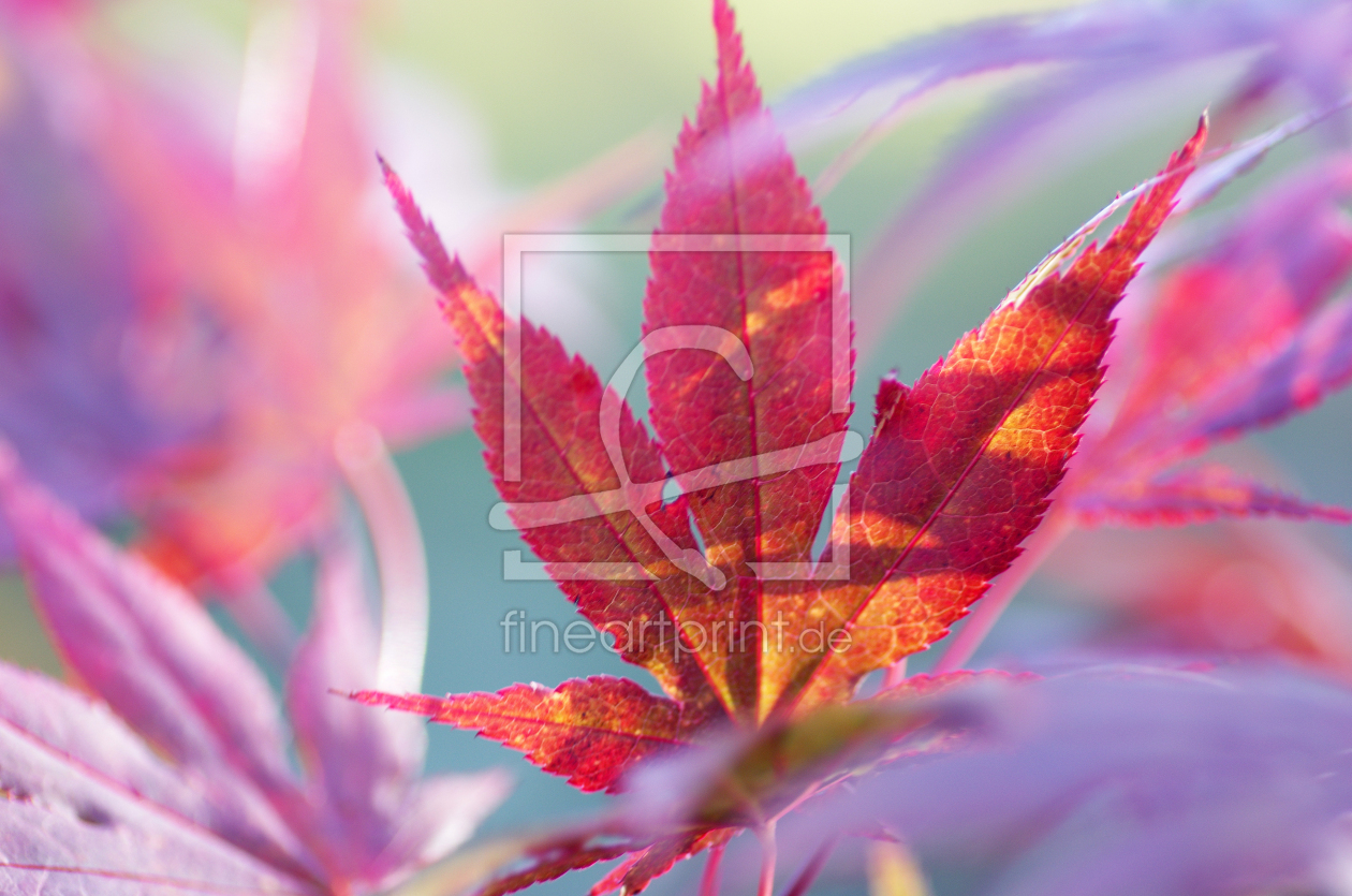 Bild-Nr.: 11072151 Acer palmatum Blätter im Herbst erstellt von Tanja Riedel