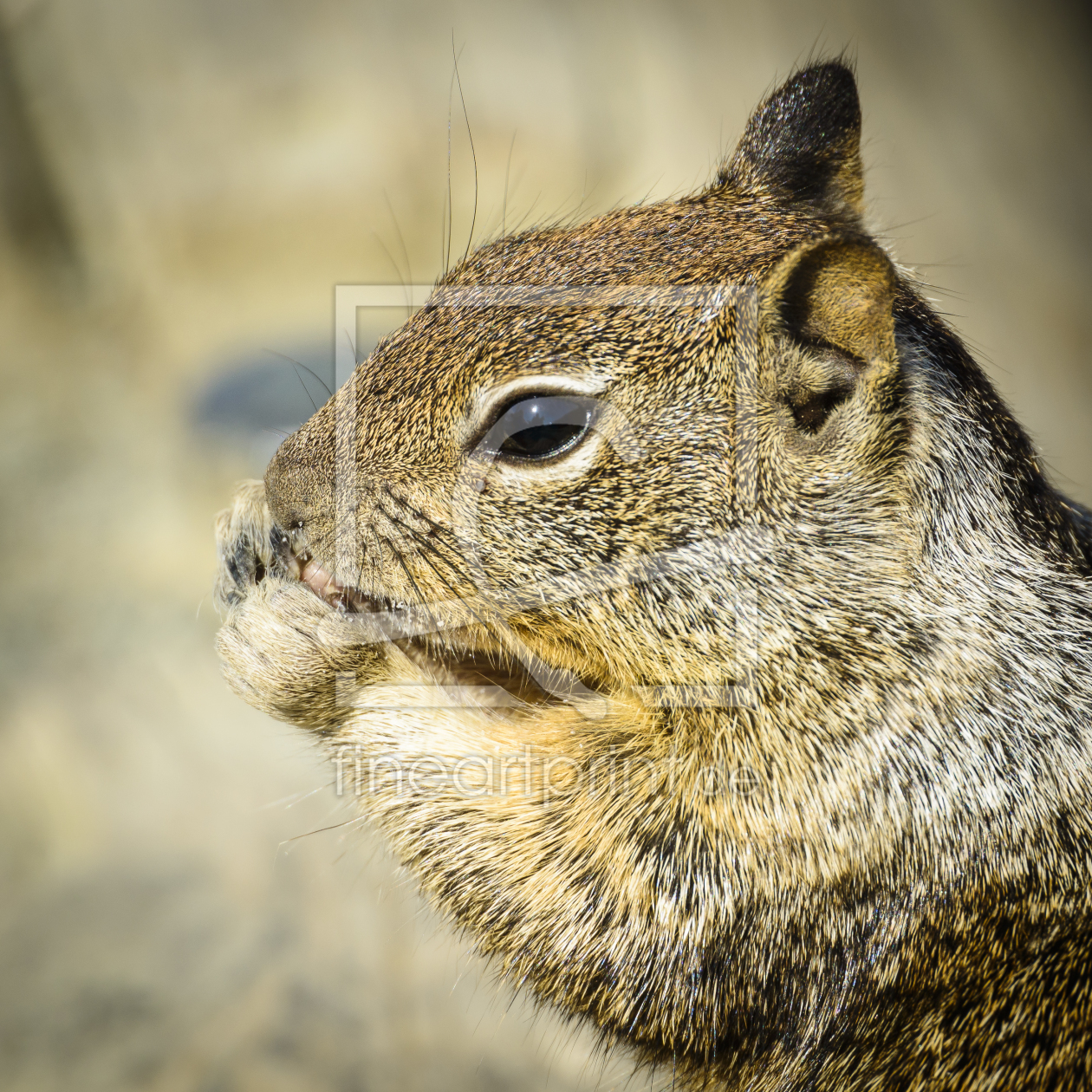 Bild-Nr.: 11073659 Squirell 2 erstellt von DenisFeiner