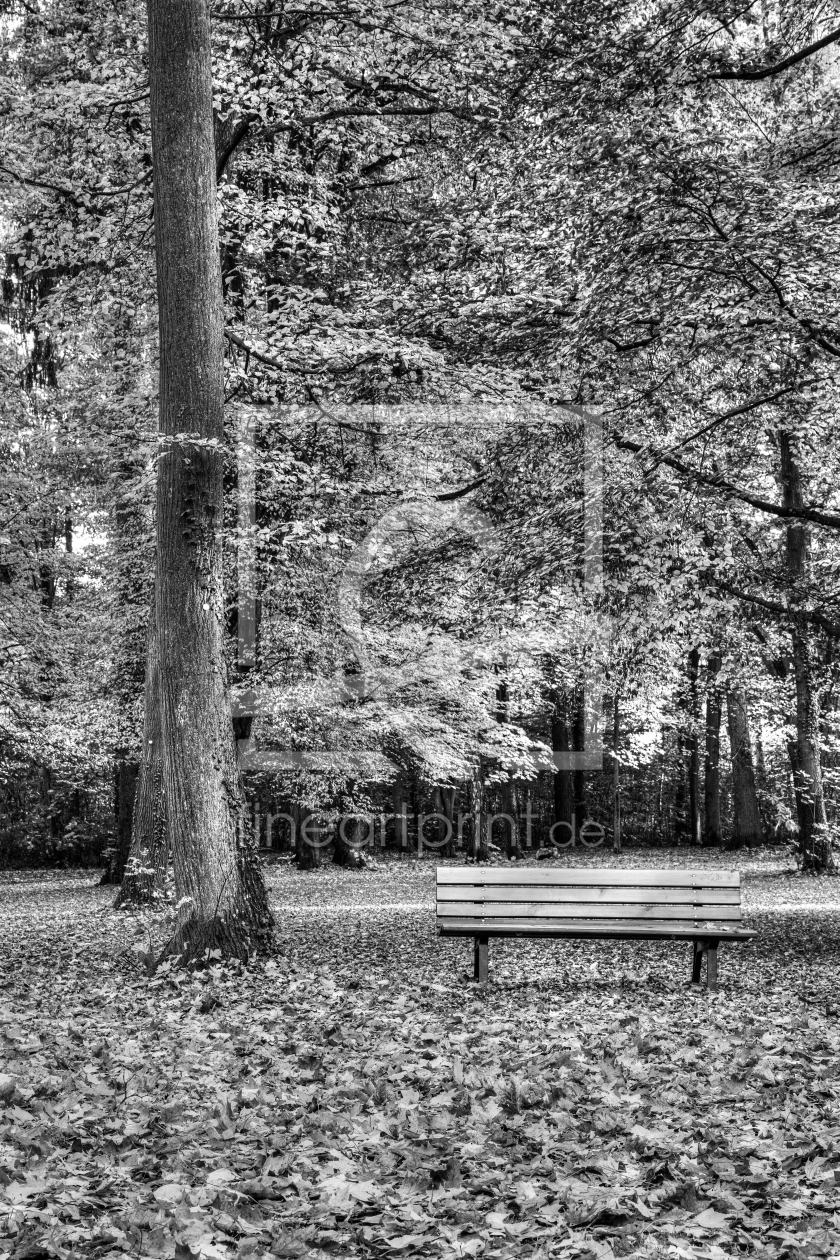 Bild-Nr.: 11074383 Herbstpark sw erstellt von TomKli