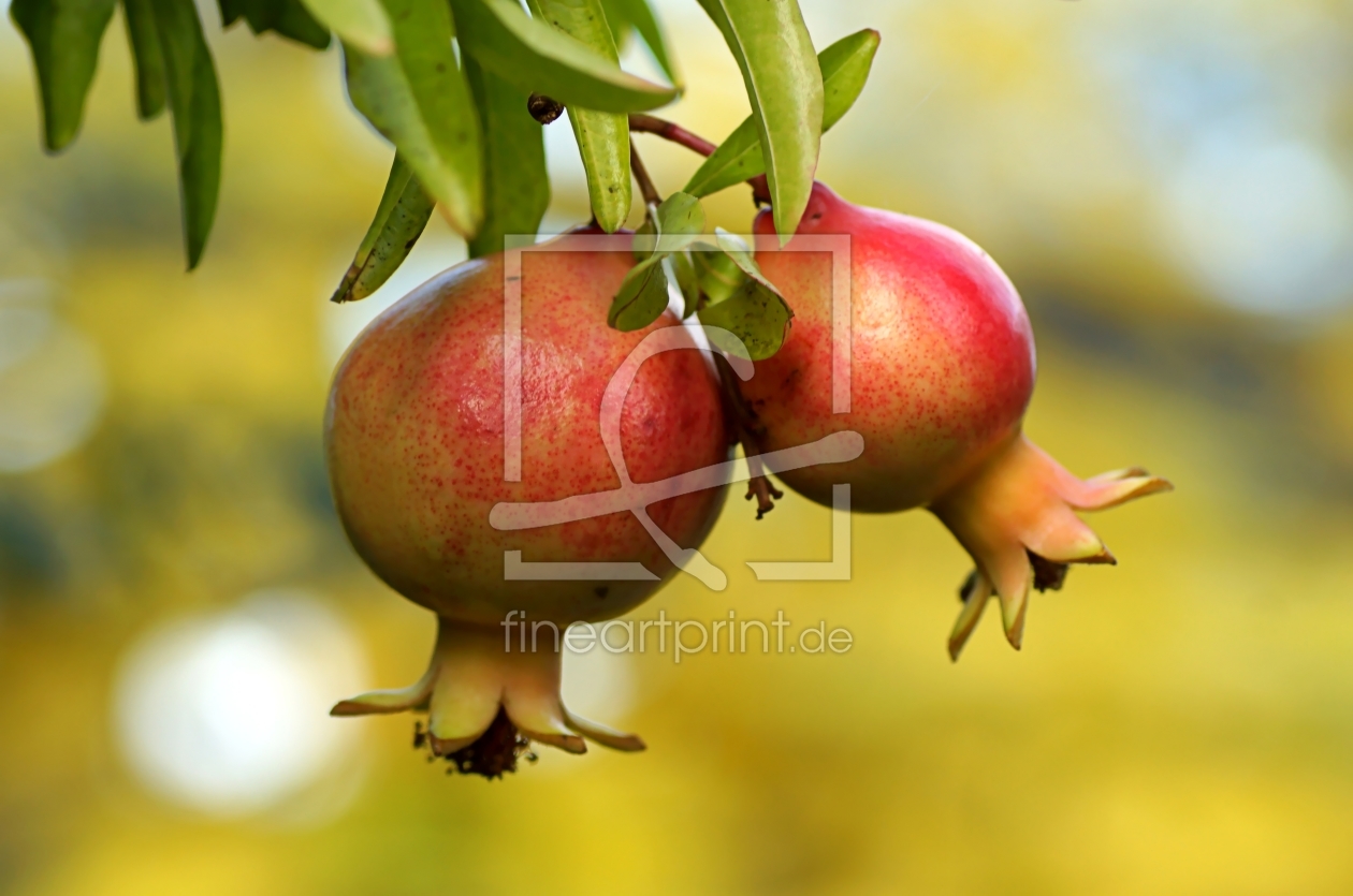 Bild-Nr.: 11075487 Punica erstellt von youhaveadream
