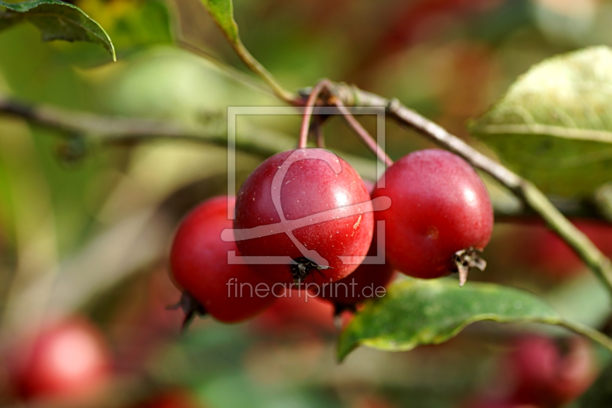 Bild-Nr.: 11075499 Fruits erstellt von youhaveadream