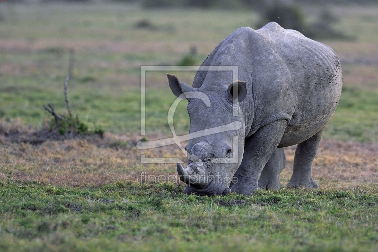 Bild-Nr.: 11076899 White Rhino erstellt von Thomas Herzog