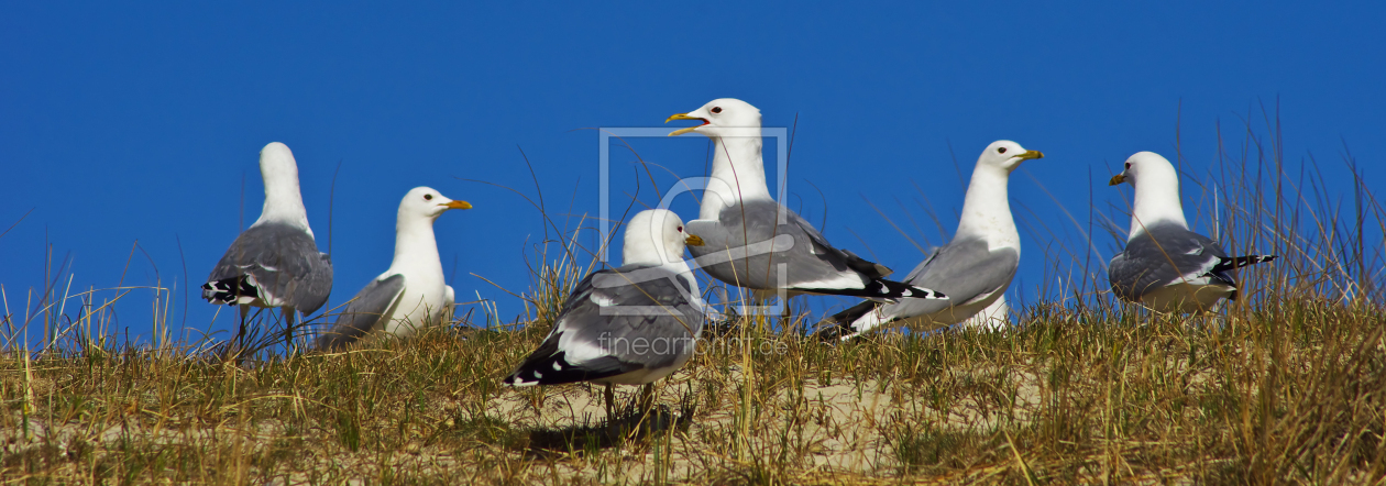 Bild-Nr.: 11077159 Möwen - Insel Amrum erstellt von Angela  Dölling