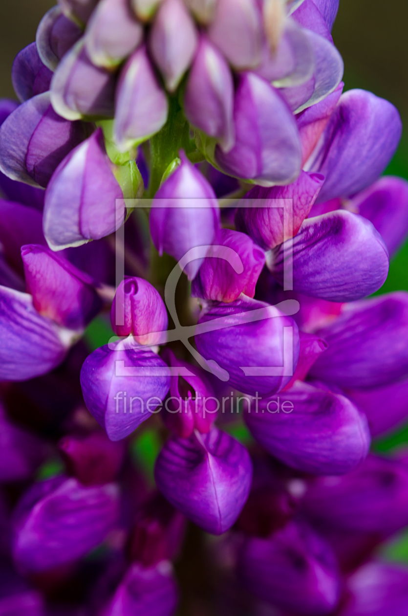 Bild-Nr.: 11077995 Lupine erstellt von Steffen Gierok