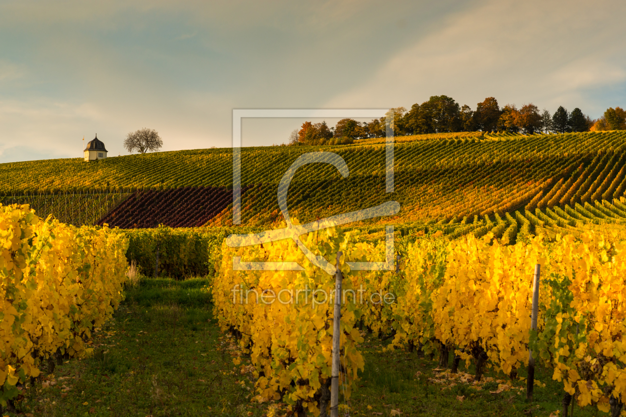 Bild-Nr.: 11078071 Weinlesezeit erstellt von Erhard Hess