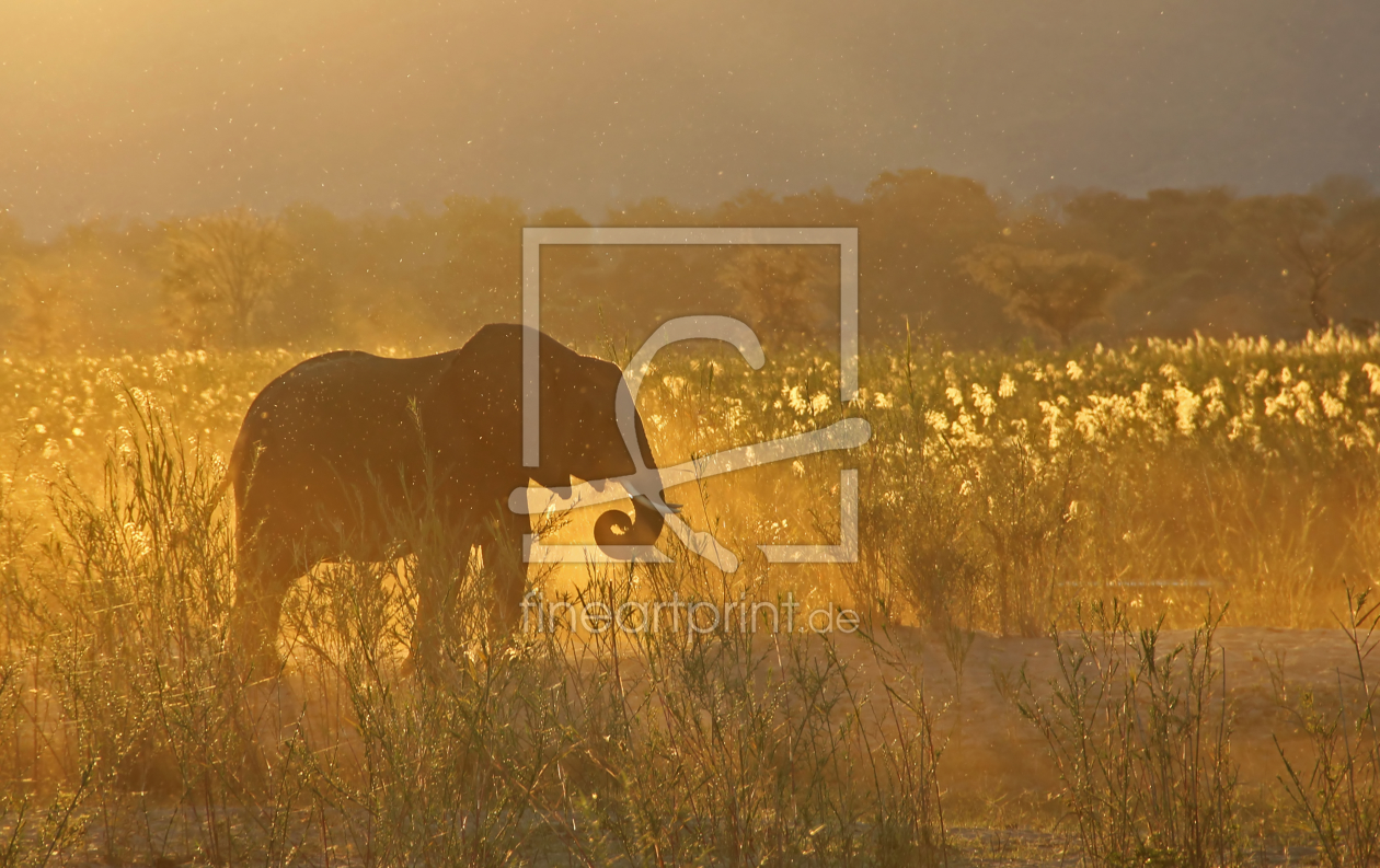 Bild-Nr.: 11078531 Elefant im Abendlicht I Sambia erstellt von Manuel Schulz