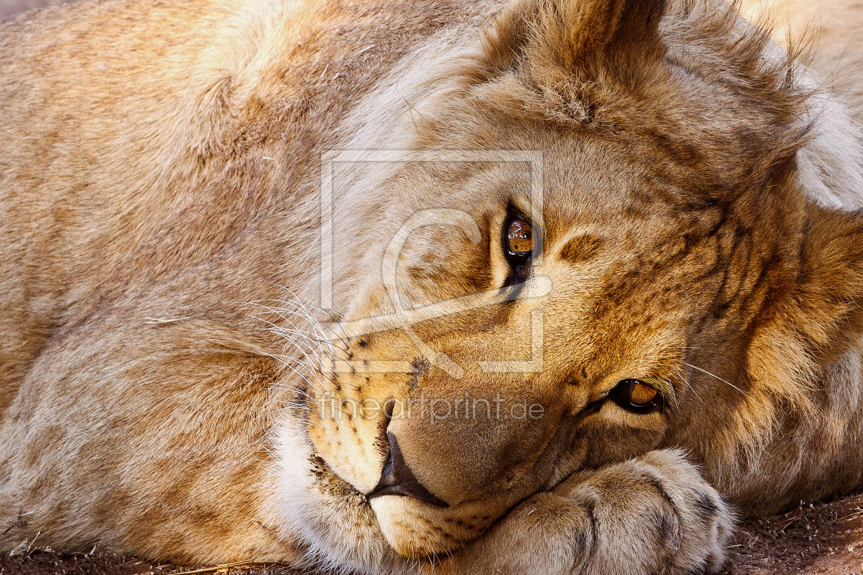 Bild-Nr.: 11079223 Sad Lion erstellt von Vossiem