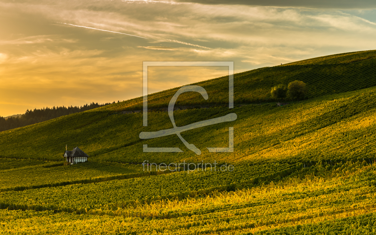 Bild-Nr.: 11079747 Goldener Weinberg erstellt von Erhard Hess