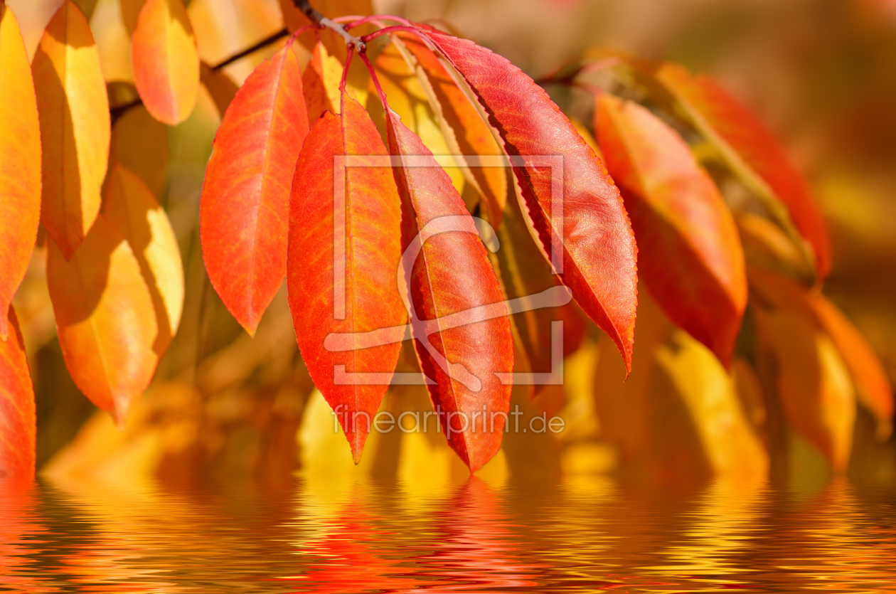 Bild-Nr.: 11085203 Herbstblätter erstellt von Atteloi