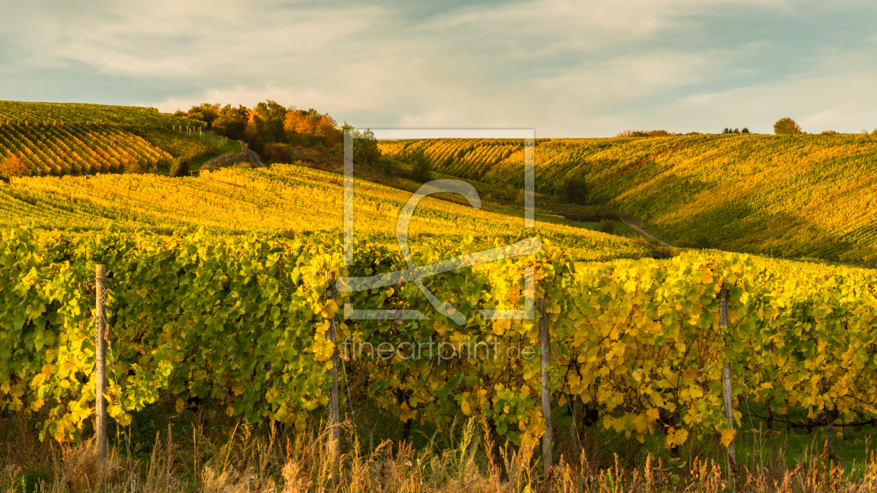 Bild-Nr.: 11085899 Weinberge bei Martinsthal erstellt von Erhard Hess