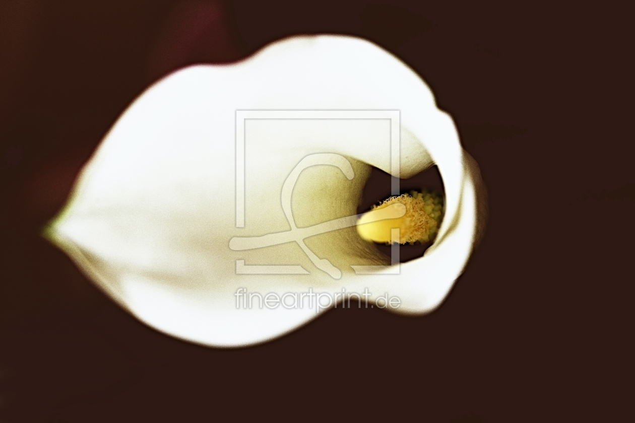 Bild-Nr.: 11086751 Calla Drachenwurz Calla palustris erstellt von Renate Knapp